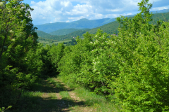 Martin Brod Landscape 