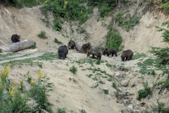 Bears near Brasov Romania
