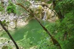Forest Waterfall