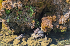 Sibenik Turtles