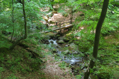 Bridge in forestscape