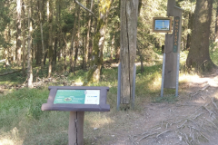 Entrance of the Forest 