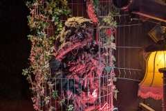 The bird is watching you