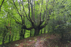 In the Forest