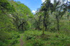 Baztán Forest