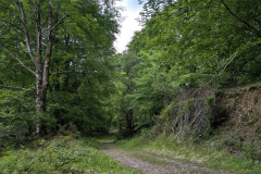 Baztán Forest