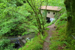 Forest Dam