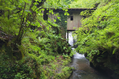 Forest Dam