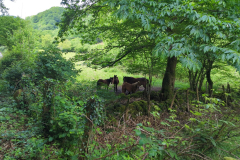 Ariztakun - horses in the woods