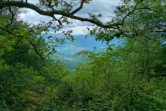 Forest above Elizondo