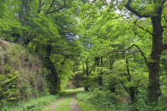 Forest above Elizondo