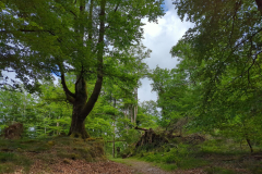 Forest above Elizondo