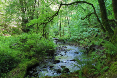 Forestwalk - a river