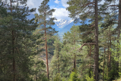 Forestwalk - Pyrenees