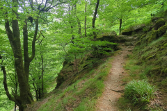 Forestwalk Pyrenees Basques