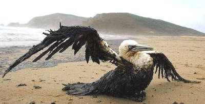 Dying sea bird