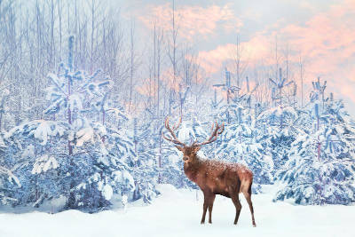 Deer in winter