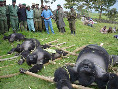 Killed Gorillas and men watching
