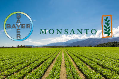 Monsanto culture
